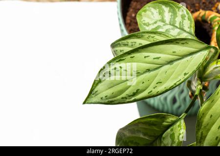 Aglaonema Maria Christina Hauspflanze Blätter Stockfoto