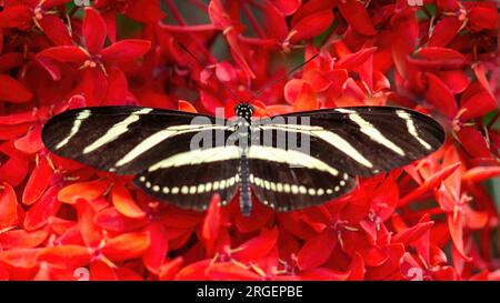 Zebra Longwing dorsale Ansicht. Butterfly House im Pacific Science Center, Seattle, WA. Stockfoto