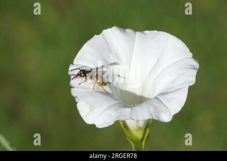 Wespula vulgaris, Familie Vespidae. Uber die weiße Blume des Hecken-Binderweeds (Calystegia sepium), Familie Convolvulaceae. Sommer, August. Stockfoto