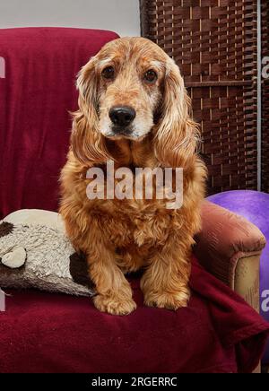 Klassische Hundeentspannung, englischer Cocker Spaniel auf altem Sessel Stockfoto