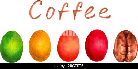 Arabica-Kaffeebeeren-Reifungsphase. Schriftzeichen. Ernte reifer Beeren. Internationaler Kaffeetag. Markierungen und Aquarelle. Stock Vektor