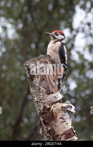 Ein Porträt eines jungen, großen Spechers, Dendrocopos Major, der auf einer silbernen Birke sitzt Stockfoto