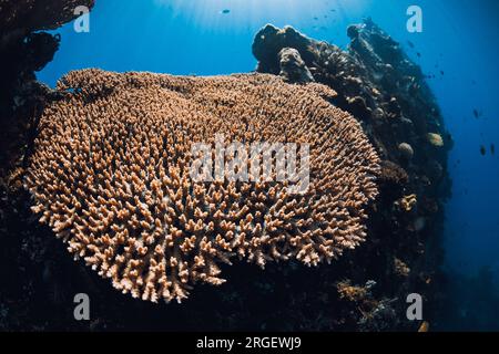Tauchen im USAT Liberty Wreck in Tulamben, Bali. Korallen in der Tiefsee auf Schiffswrack Stockfoto