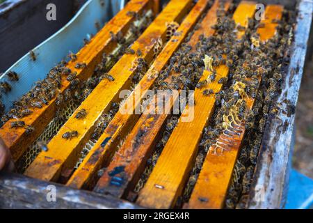 Bienenstockblick. Bienen auf den Wabenrahmen im Fokus. Hintergrundbild der Bienenzucht. Stockfoto