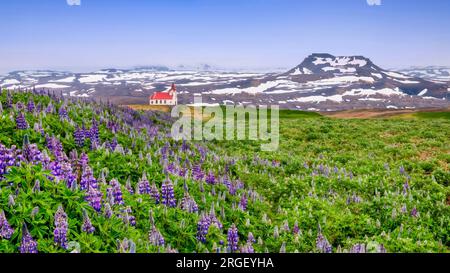 Wunderschöne Frühsommerlandschaft in Island, da eine traditionelle Kirche mit rotem Dach zwischen einem Feld wilder Lupinen (Lupinus) Blumen und einem schneebedeckten Hügel liegt Stockfoto