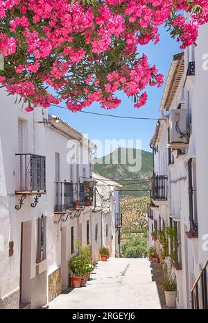 Blühende Blumen auf der Straße, Weißes Dorf Zahara de la Sierra, Andalusien, Spanien Stockfoto