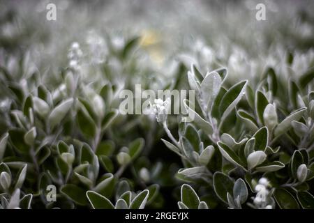 Nahaufnahme des Hintergrunds von grünen Blumen draußen. Stockfoto