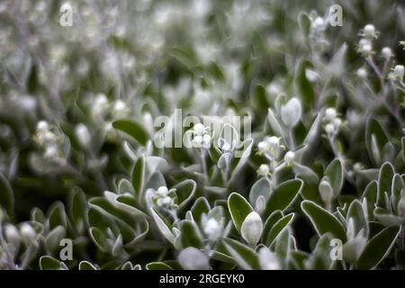 Nahaufnahme des Hintergrunds von grünen Blumen im Park. Stockfoto