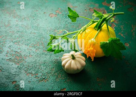 Pattypan-Kürbis und gelbe Zucchini — Sommerkürbis (Cucurbita pepo) Stockfoto