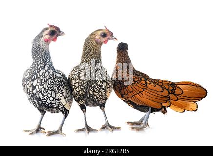 Sebight Huhn vor weißem Hintergrund Stockfoto
