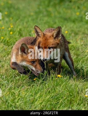 Verspielte Fuchsbeste. Hampshire, England: VERSPIELTE Bilder, die in Hampshire aufgenommen wurden, zeigen zwei junge Füchse, die sich gegenseitig spielen und necken Einen der Bilder sho Stockfoto