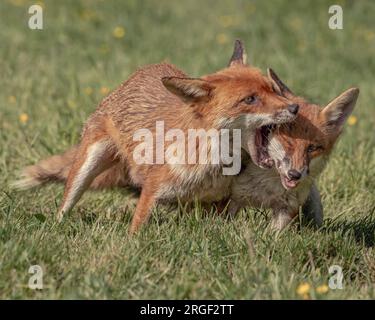 Verspielte Fuchsbeste, die sich gegenseitig fressen und kauen. Hampshire, England: In Hampshire aufgenommene VERSPIELTE Bilder zeigen zwei junge Füchse, die spielen und Tee trinken Stockfoto