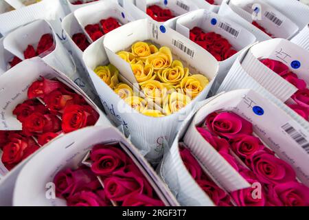 Rosen auf der Hacienda La Compania Rose Plantation in Cayambe in Ecuador verpackt für den weltweiten Export. Stockfoto