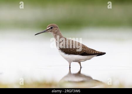 Grüner Sandpiper (Tringa ochropus), steht in flachem Wasser Stockfoto