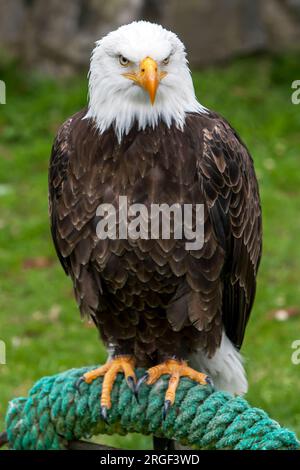 Ein amerikanischer Weißkopfadler im Condor Park in Otavalo in Ecuador. Im Condor Park leben viele vom Aussterben bedrohte Vogelarten aus Südamerika. Stockfoto