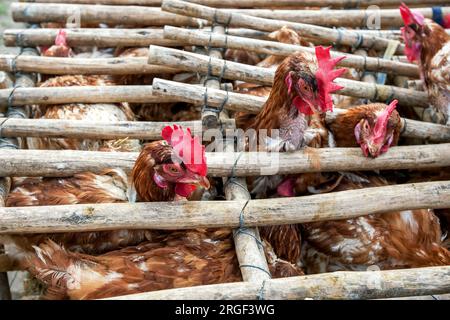 Hühner in einem Holzkäfig warten darauf, auf dem Otavalo-Tiermarkt in Ecuador gekauft zu werden. Der Markt verkauft eine riesige Vielfalt an Vieh. Stockfoto