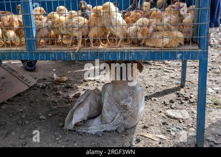 Ein in einen Sack gefesselter Welpe sitzt unter einem Käfig junger Hühner und wartet darauf, auf dem Otavalo-Tiermarkt in Ecuador verkauft zu werden. Stockfoto