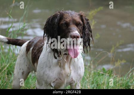 Chester der Springer Spaniel in der wunderschönen cotswolds-Landschaft Stockfoto