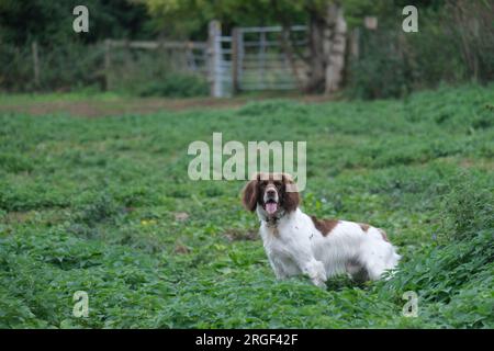 Chester der Springer Spaniel in der wunderschönen cotswolds-Landschaft Stockfoto