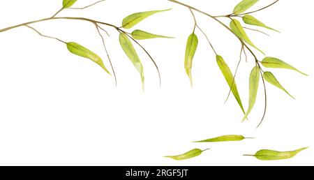 Handgezeichnete, wässrige, gelbe, grüne Bambusblätter auf dem Ast. Natürliche Pflanze. Botanische Darstellung isolierter horizontaler Rahmen eines Objekts auf weißem Hintergrund Stockfoto