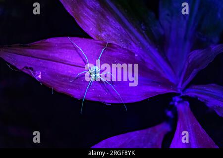 Dady Langbein im UV-Licht. Bosque de Paz, Costa Rica. Stockfoto