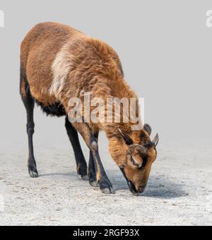 Braune Ziege auf Steingrundgradienten, isoliert im hellen Rücken Stockfoto