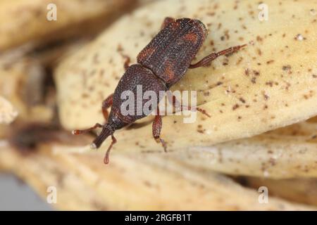 Reiskwebel (Sitophilus oryzae), an einem Bruchteil eines Getreideohrs. Stockfoto