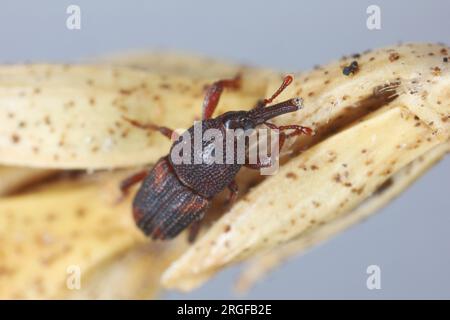 Reiskwebel (Sitophilus oryzae), an einem Bruchteil eines Getreideohrs. Stockfoto