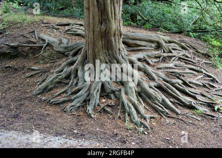 Freigelegte Baumwurzeln an einer Erdbank in Derbyshire, Großbritannien. Stockfoto