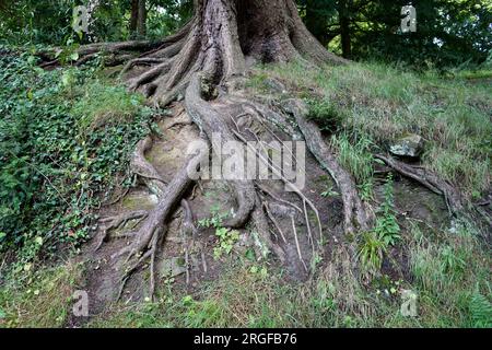 Freigelegte Baumwurzeln an einer Erdbank in Derbyshire, Großbritannien. Stockfoto