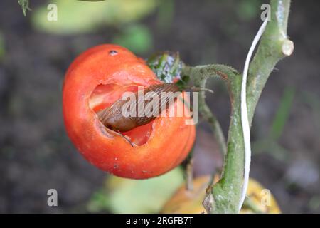 Eine Schnecke ohne Schale, Schnecke (Spanische Schnecke oder Lusitanische Schnecke, Arion lusitanicus), die eine rote Tomate in einem Garten isst. Stockfoto