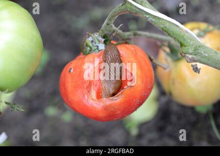 Eine Schnecke ohne Schale, Schnecke (Spanische Schnecke oder Lusitanische Schnecke, Arion lusitanicus), die eine rote Tomate in einem Garten isst. Stockfoto