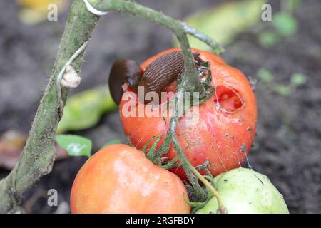 Eine Schnecke ohne Schale, Schnecke (Spanische Schnecke oder Lusitanische Schnecke, Arion lusitanicus), die eine rote Tomate in einem Garten isst. Stockfoto