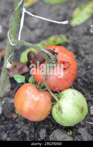 Eine Schnecke ohne Schale, Schnecke (Spanische Schnecke oder Lusitanische Schnecke, Arion lusitanicus), die eine rote Tomate in einem Garten isst. Stockfoto