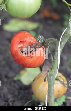 Eine Schnecke ohne Schale, Schnecke (Spanische Schnecke oder Lusitanische Schnecke, Arion lusitanicus), die eine rote Tomate in einem Garten isst. Stockfoto