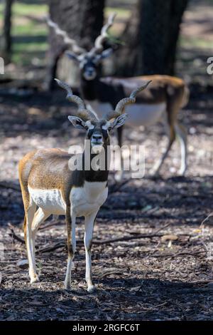 Zwei männliche Schwarze, die im Schatten hoher Bäume stehen und direkt durch das Kameraobjektiv im Taronga Western Plains Zoo in Australien schauen. Stockfoto