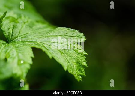 Grün leuchtendes Blatt mit Tau oder Regentropfen auf dunklem Naturhintergrund Stockfoto