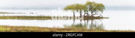 Ein australisches Panorama eines nebelbedeckten Khancoban-Staudamms mit einem Dickicht von Trauerweiden, die einen Reiher und schwarze Schwäne im Backgorund abschirmen. Stockfoto