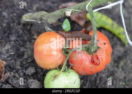 Eine Schnecke ohne Schale, Schnecke (Spanische Schnecke oder Lusitanische Schnecke, Arion lusitanicus), die eine rote Tomate in einem Garten isst. Stockfoto