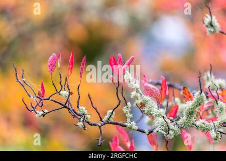 Die prächtigen, lebendigen Farben der Herbstbäume mit Flechten bedeckten Ästen und taubbefleckten Spinnweben. Stockfoto