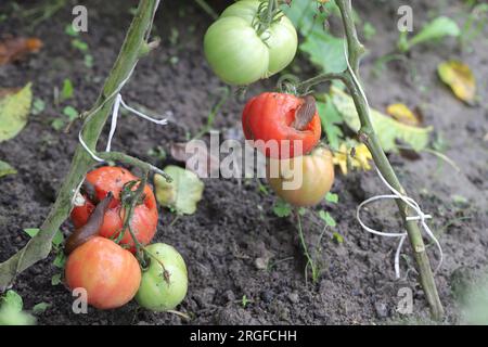 Eine Schnecke ohne Schale, Schnecke (Spanische Schnecke oder Lusitanische Schnecke, Arion lusitanicus), die eine rote Tomate in einem Garten isst. Stockfoto