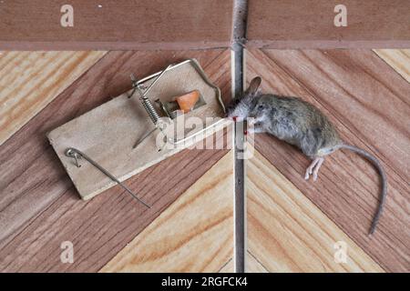 Eine tote Maus, gefangen in einer Falle in einem Haus, einer Wohnung. Stockfoto