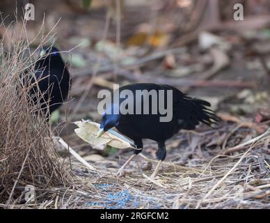 Männlicher Satin-Wervogel, mit einem anderen männlichen Wervogel, hält eine Sammlung getrockneter Blätter in seiner Rechnung vor seiner Schwelle als Display. Stockfoto