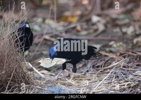 Männlicher Satinbowerbird vor der Schleife, mit einem weiteren männlichen Bowerird, hält eine getrocknete Blattsammlung im Schnabel als Teil seiner Ausstellung. Stockfoto