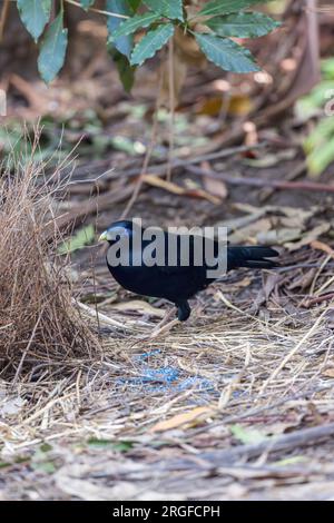 Männlicher Satin Bowerbird, ein anspruchsvoller Sammler von Objekten, bewertet seinen Bower kritisch mit der Ansicht, einige Änderungen vorzunehmen. Stockfoto