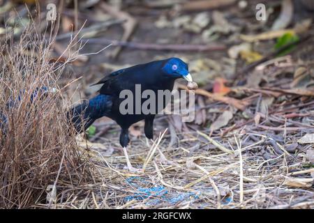 Männlicher Satin Bowerbird, der eine Samenkapsel trägt, überprüft kritisch seinen Bower mit der Ansicht, einige Änderungen vorzunehmen. Stockfoto