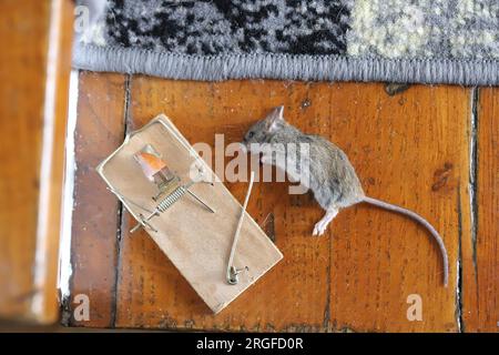 Eine tote Maus, gefangen in einer Falle in einem Haus, einer Wohnung. Stockfoto