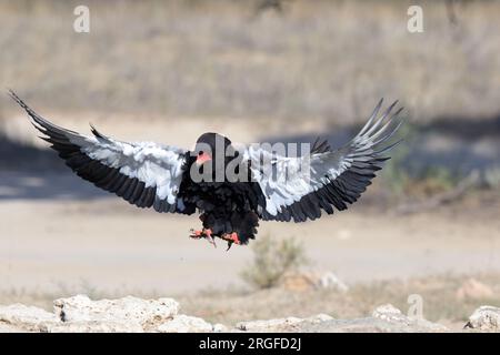 Der Bateleur ist ein mittelgroßer Adler aus der Familie der Accipitridae. Er wird oft als Verwandter der Schlangenadler betrachtet. Stockfoto
