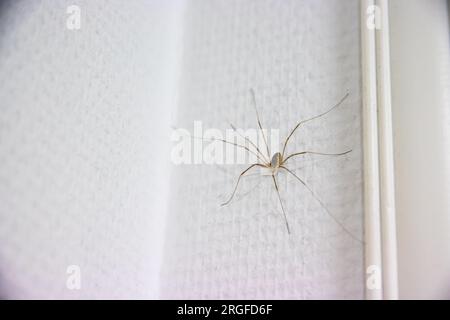 Eine langbeinige Spinne an einer Wand Stockfoto