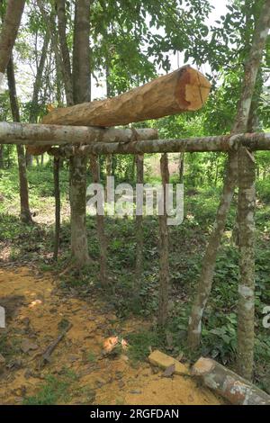 Vertikale Winkelansicht eines Holzgerüsts und darauf aufgesetzter Baumstamm zum Sägen in traditioneller Methode. Stockfoto